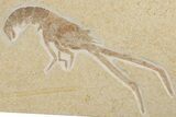 Fossil Lobster (Mecochirus) - Germany #192772-1